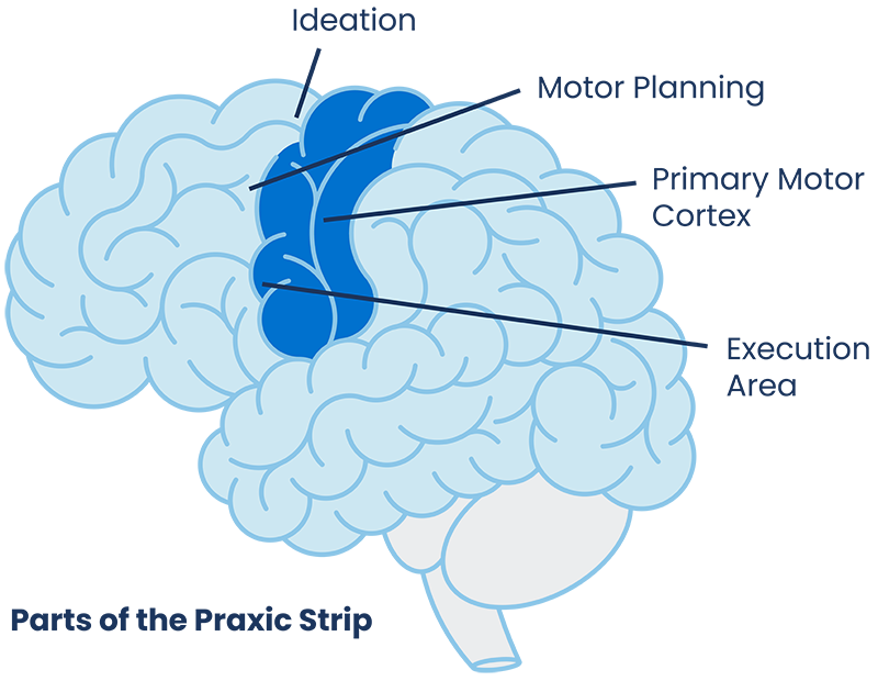 What is Dyspraxia/DCD? - Dyspraxia DCD America